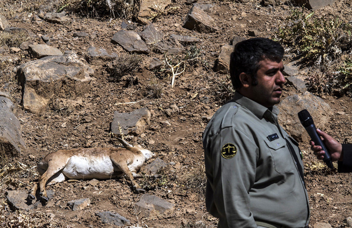 (تصاویر) طاعون نشخوارکنندگان در (تصاویر) طاعون نشخوارکنندگان در