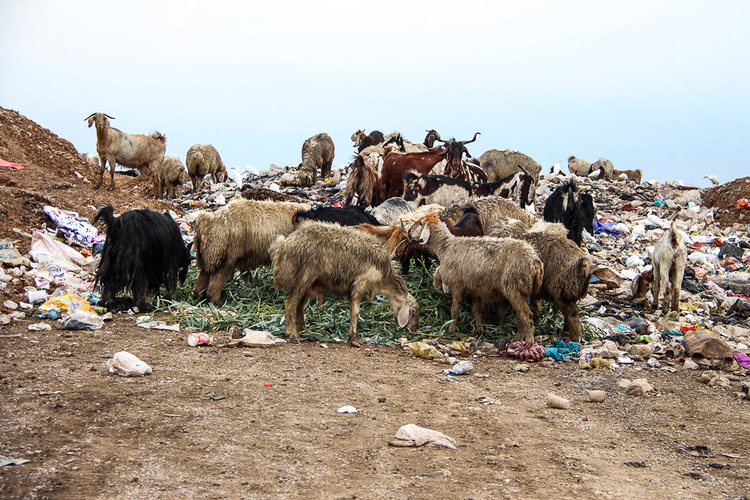 تصویر تصویر