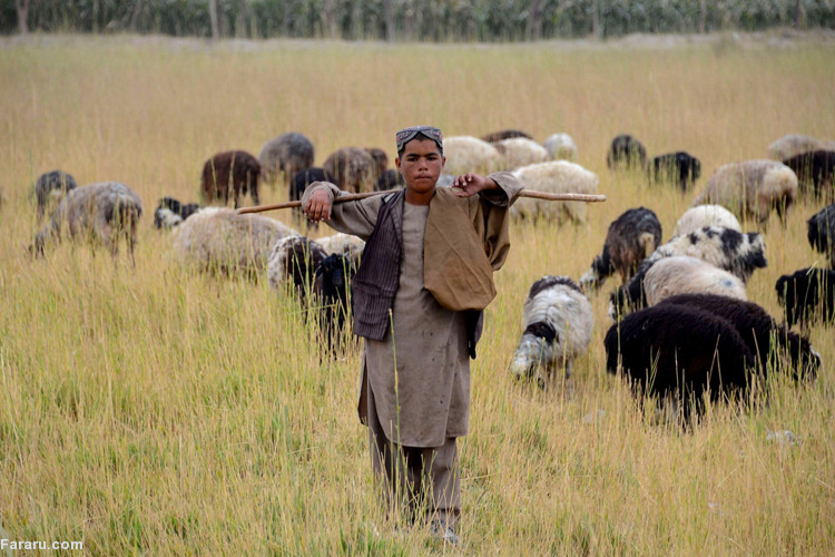 تصویر تصویر