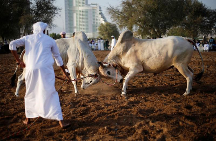 (تصاویر) نبرد گاوها در امارات (تصاویر) نبرد گاوها در امارات