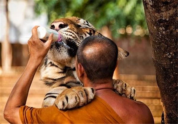 (تصاویر) معبدی برای ببرها در تایلند (تصاویر) معبدی برای ببرها در تایلند