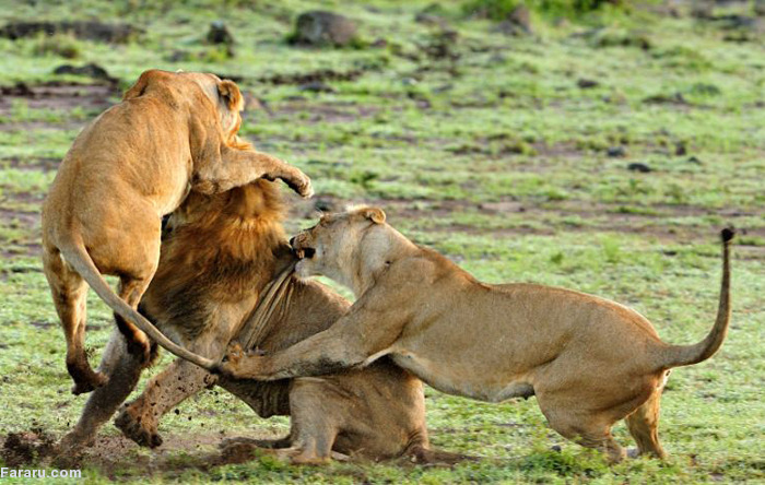(تصاویر) اتحاد ماده شیرها در برابر شیرنر (تصاویر) اتحاد ماده شیرها در برابر شیرنر