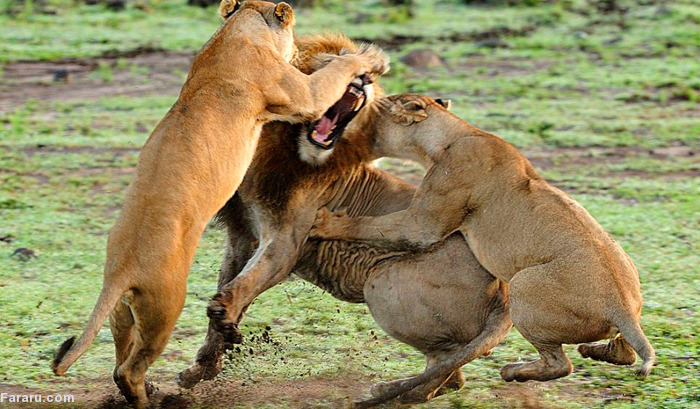 (تصاویر) اتحاد ماده شیرها در برابر شیرنر (تصاویر) اتحاد ماده شیرها در برابر شیرنر