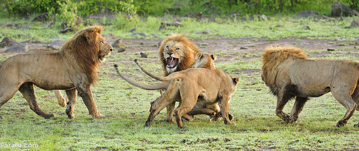 (تصاویر) اتحاد ماده شیرها در برابر شیرنر (تصاویر) اتحاد ماده شیرها در برابر شیرنر