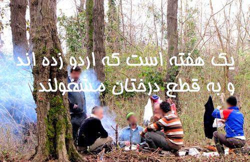 اردو زدهاند؛ درخت قطع میکنند اردو زدهاند؛ درخت قطع میکنند