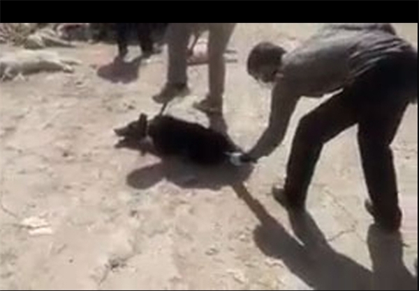 سگکشی دردناک با اسید در شیراز! سگکشی دردناک با اسید در شیراز!