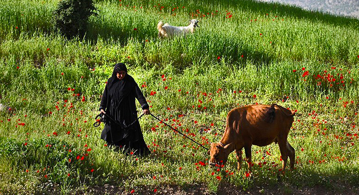 تصویر تصویر