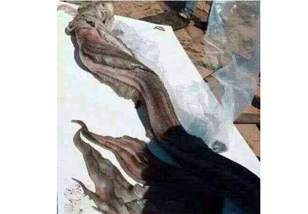 (تصاویر) این پری دریایی نیست (تصاویر) این پری دریایی نیست