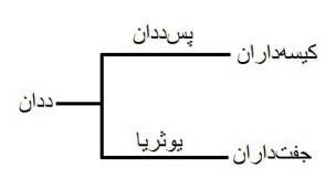 بیشتر کانگوروها چپدست هستند بیشتر کانگوروها چپدست هستند