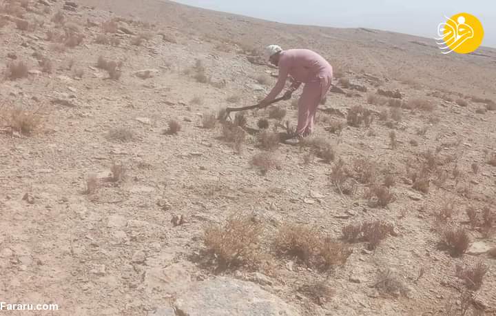(عکس)