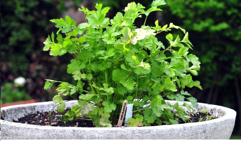 عوارض مصرف گشنیز