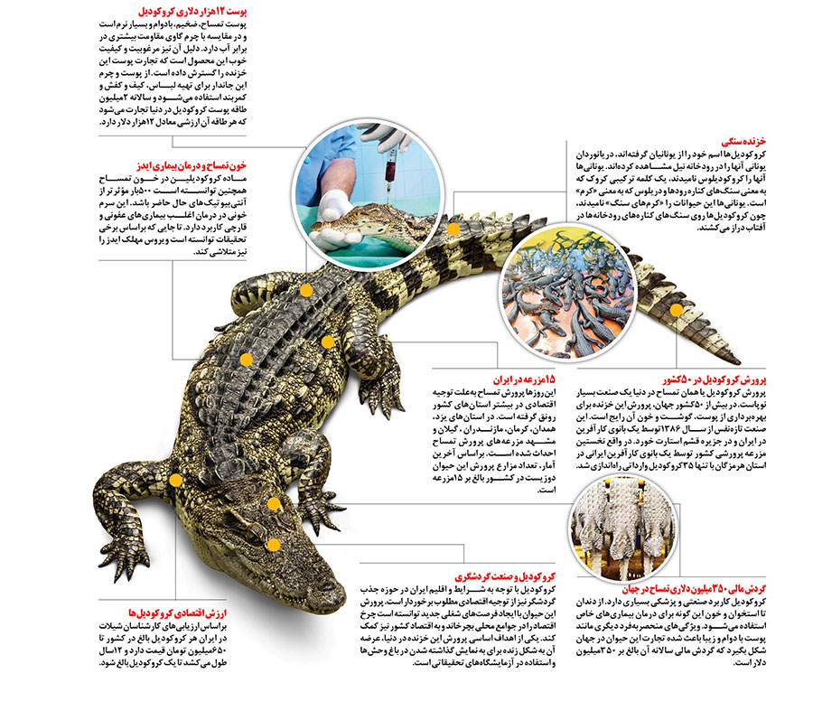 کروکودیل ۶۵۰ میلیون تومان!