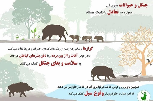 از مصرف گوشت تا نوشتن دعا روی پوست حیوان