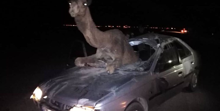 یک فوتی در تصادف پژو با شتر