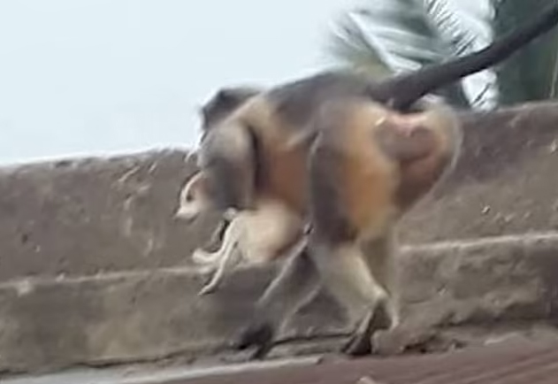 (ویدئو) (ویدئو)
