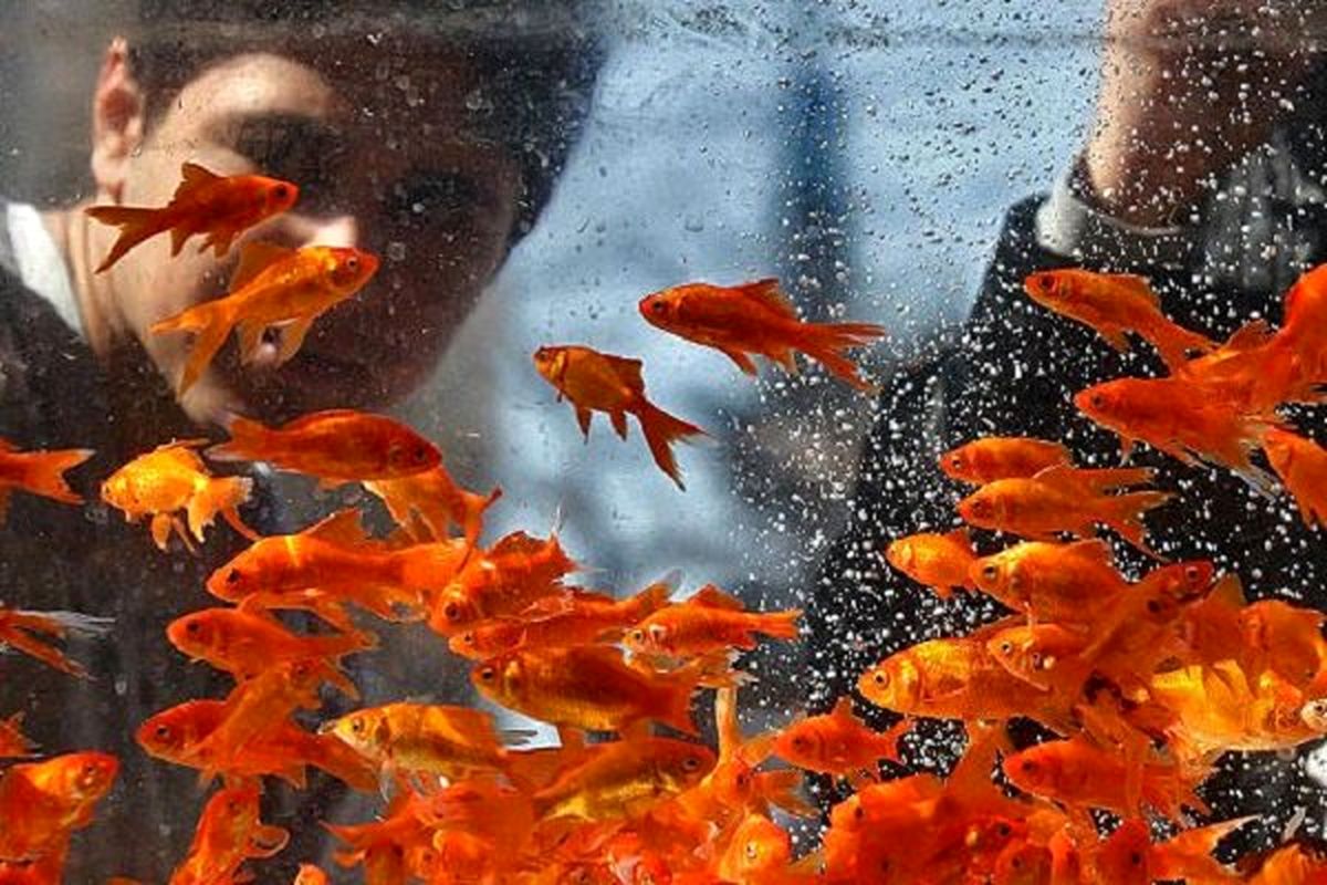 ۱۳ باور علمی اشتباه؛ موش‌ها عاشق پنیر هستند!