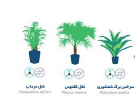 (تصاویر) بهترین گیاهان آپارتمانی برای تصفیه هوا
