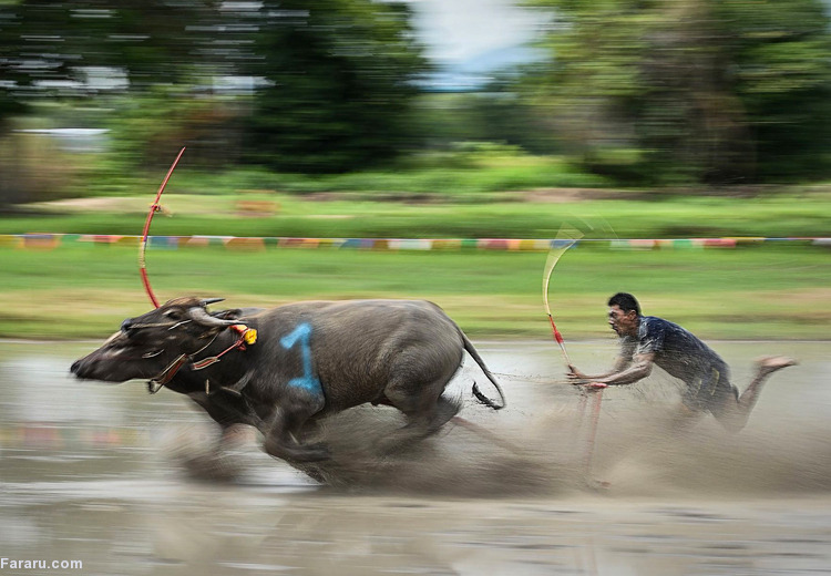 تصویر تصویر