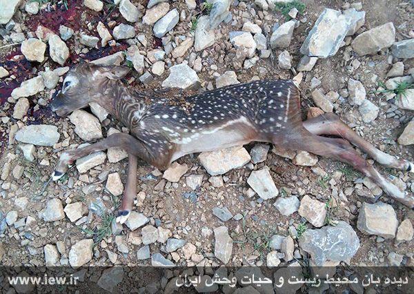 حمله بازدیدکنندگان به گوزن باردار در باغوحش خرمآباد حمله بازدیدکنندگان به گوزن باردار در باغوحش خرمآباد