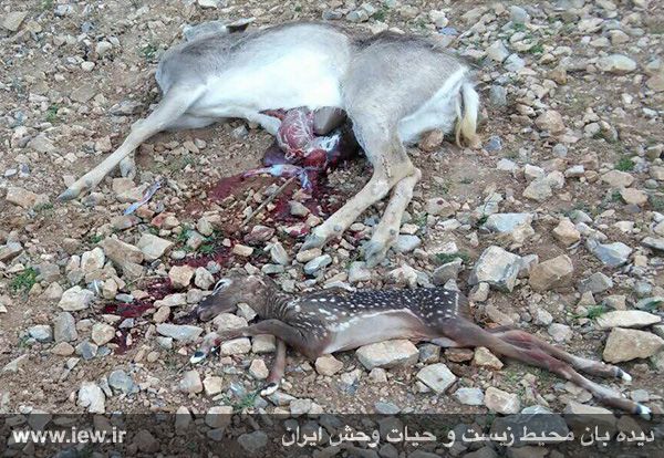 حمله بازدیدکنندگان به گوزن باردار در باغوحش خرمآباد حمله بازدیدکنندگان به گوزن باردار در باغوحش خرمآباد
