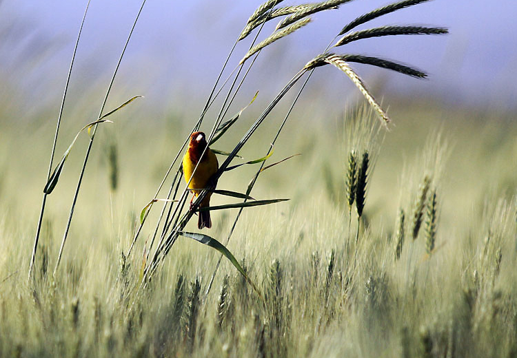 تصویر تصویر