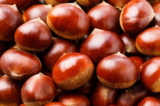 7 گیاهی که ناجی دنیا هستند را بشناسید