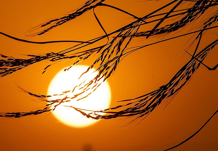 تصویر تصویر