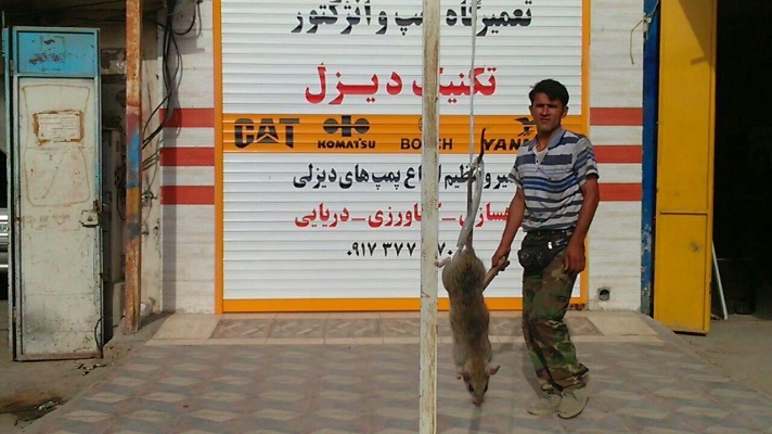 (تصویر)شکار موش 27 کیلویی در بوشهر (تصویر)شکار موش 27 کیلویی در بوشهر