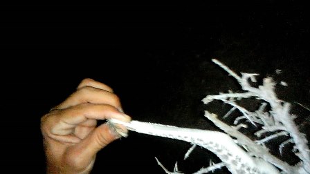 نجات کمیاب ترین مار افعی جهان در گیلانغرب نجات کمیاب ترین مار افعی جهان در گیلانغرب