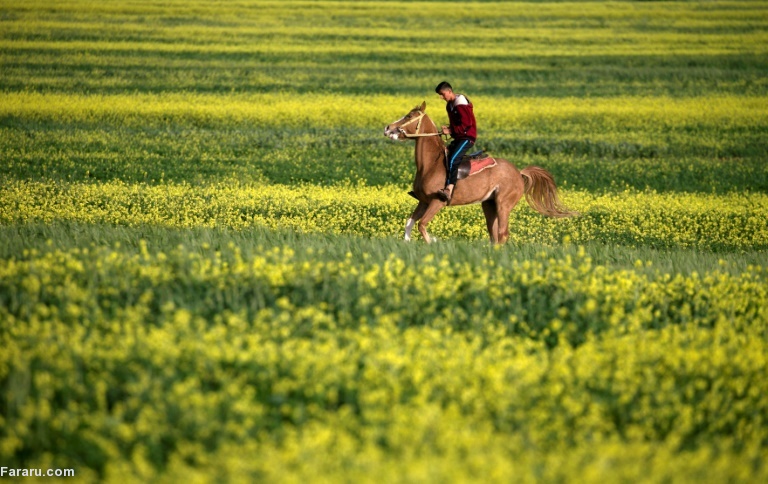 تصویر تصویر