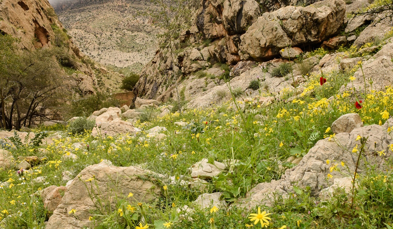 تصویر تصویر