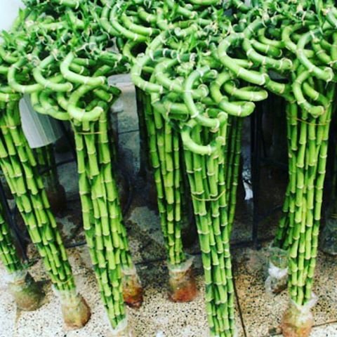 طرح جمع‌آوری بن‌سای و لاکی‌بامبو از شنبه