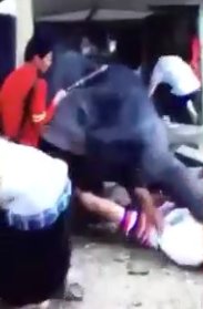 سرگردانی ۲ گردشگر ایرانی در تایلند بعد از حمله فیل! سرگردانی ۲ گردشگر ایرانی در تایلند بعد از حمله فیل!