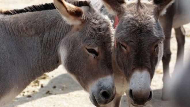 چرا تعداد خرها در جهان کم شده است؟