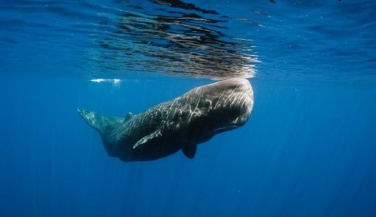 (تصاویر) کاشفانی که توسط آدمخوار‌ها خورده شدند