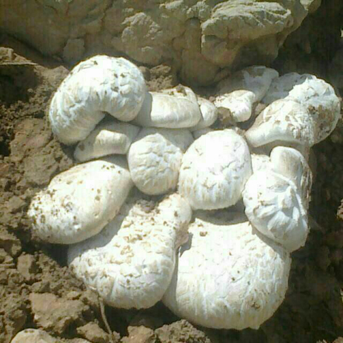 جدال با مرگ در کوه قارون