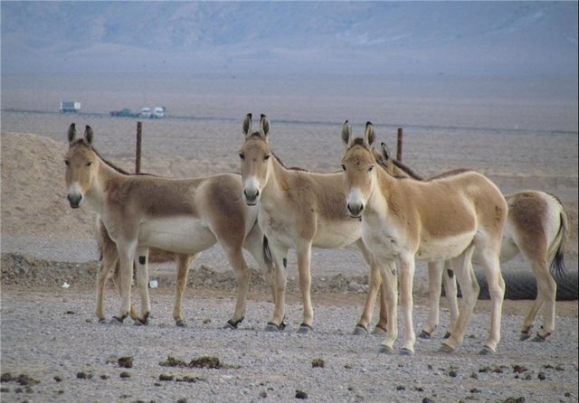 عذرخواهی رسمی به دلیل قصور و کوتاهی در پروژه انتقال گورخر ایرانی