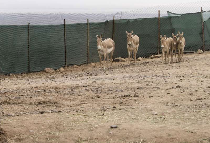 (تصاویر) بازگشت جنجالی گورخرها به کویر (تصاویر) بازگشت جنجالی گورخرها به کویر