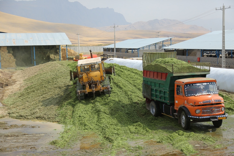 گزارشی از گاوداری نمونه کشور