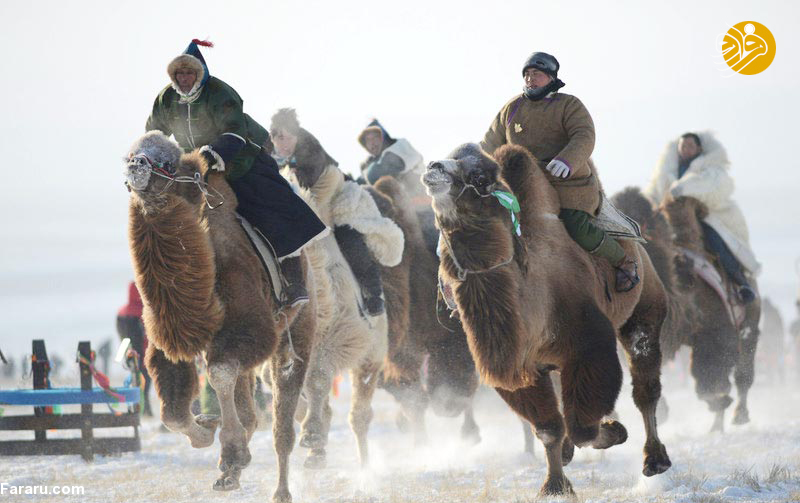 (تصاویر) از شترسواری تا رقص در جشنواره زمستانی مغول‌ها