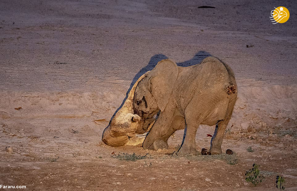 (تصاویر)