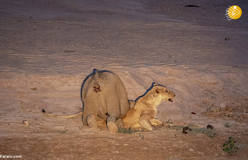 (تصاویر)