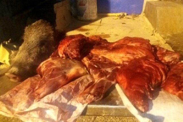 خرید و فروش گوشت گراز به جای قوچ در شیروان! خرید و فروش گوشت گراز به جای قوچ در شیروان!