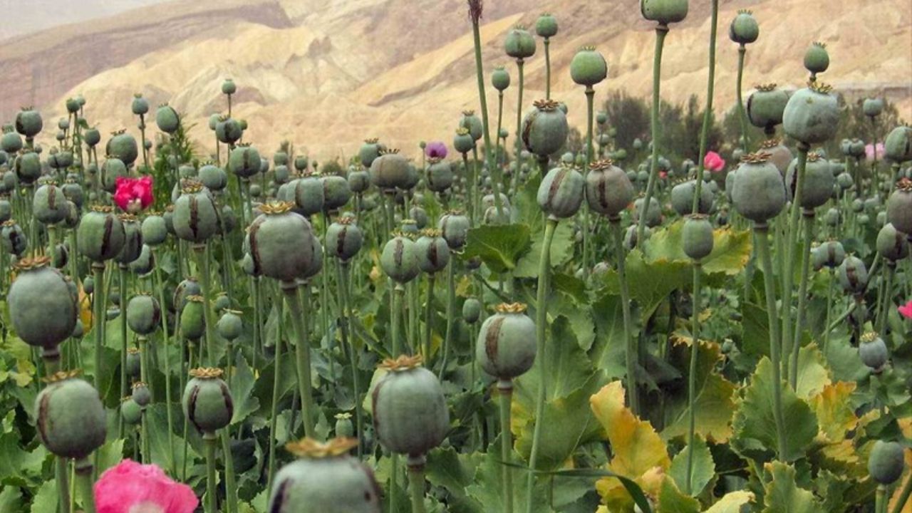آیا مافیا کشت خشخاش در ایران را ممنوع کرد؟