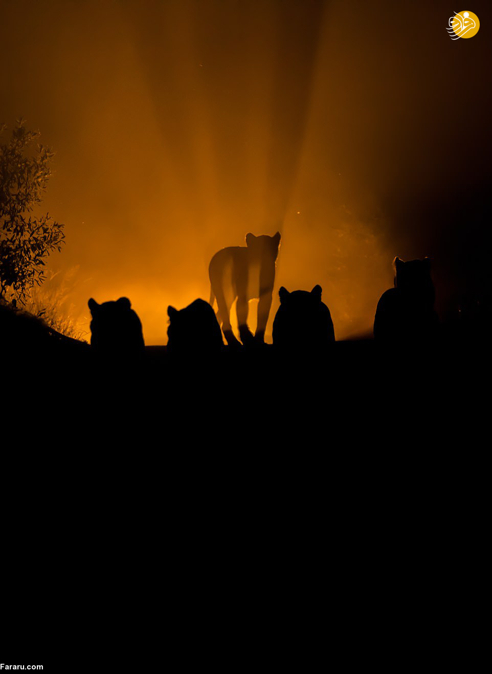 (تصاویر)