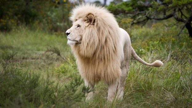 ۵ افسانه مربوط به شیرها؛ 'شیرشاه' وجود دارد؟