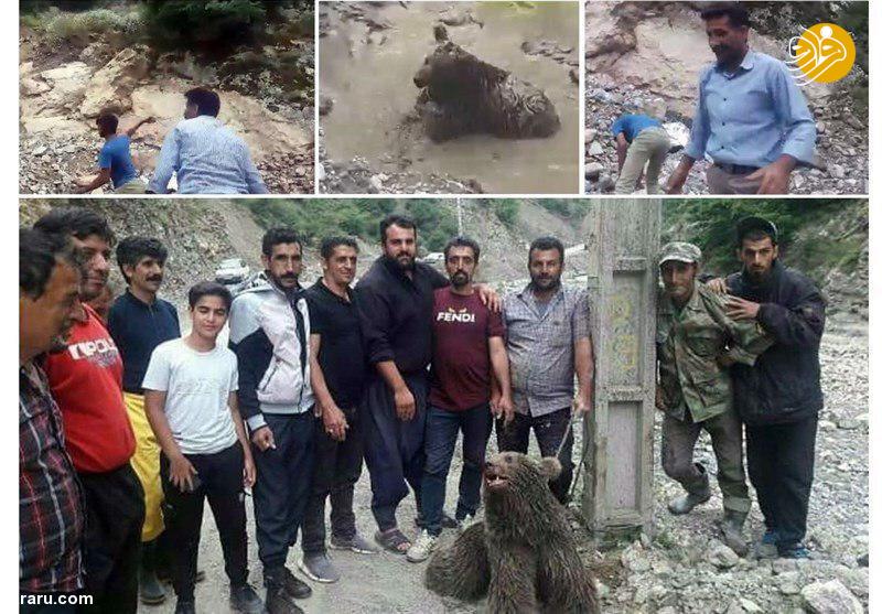ماجرای جنجالی کشتن یک توله خرس در سوادکوه