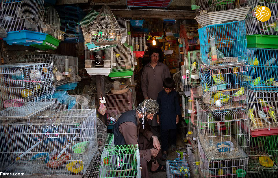 (تصاویر)
