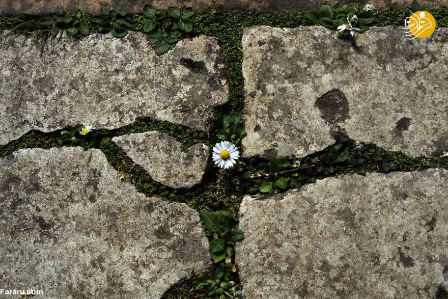 (تصاویر)