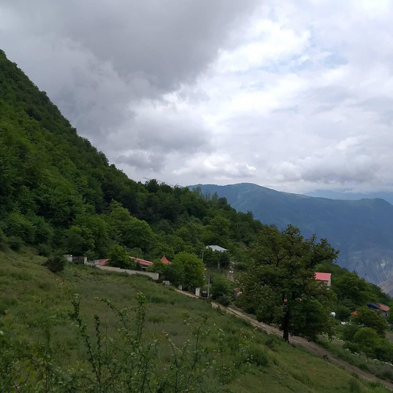 (تصاویر) جنگل